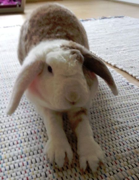Kaninchen Zuhause gesucht
